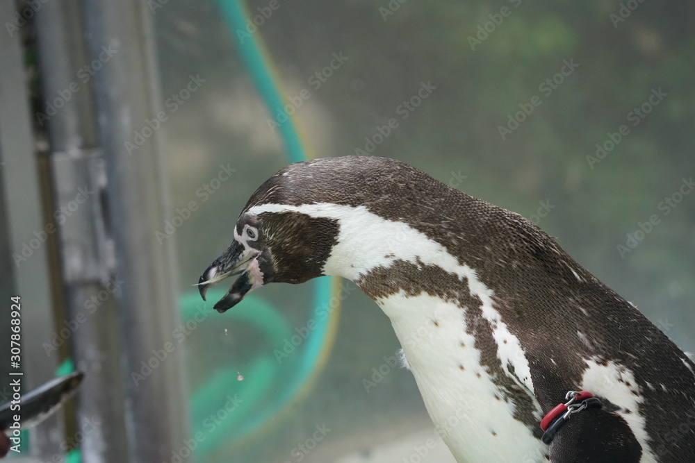 Fototapeta premium ペンギン