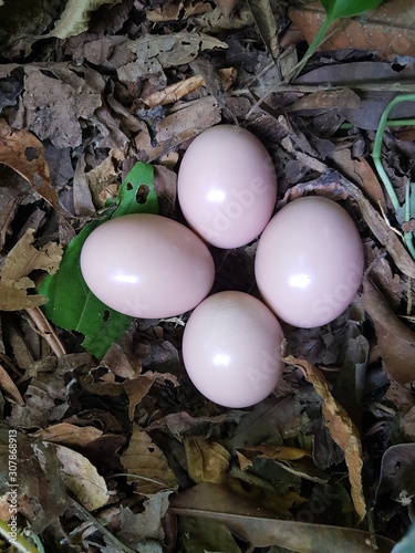 Small-billed Tinamou nest with 4 eggs in the (Crypturellus parvirostris) Tinamidae family. Amazon rainforest, Brazil photo