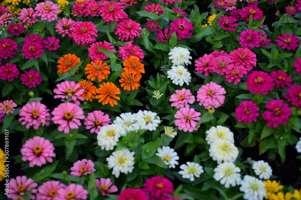 Blooming beautiful red, pink and orange chrysanthemums in the garden, autumn flowers, background. A lot of chrysanthemum flowers. Blooming beautiful red, pink and orange chrysanthemums in the garden, autumn flowers, background. A lot of chrysanthemum flowers.