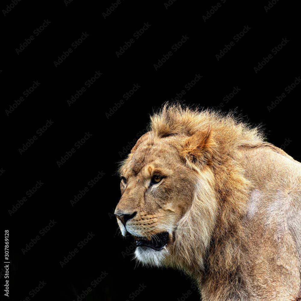 A semi-side profile view of a adult lion’s head set against a dark/black background.