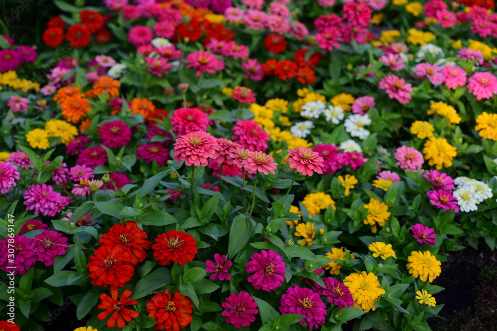 Blooming beautiful red, pink and orange chrysanthemums in the garden, autumn flowers, background. A lot of chrysanthemum flowers.