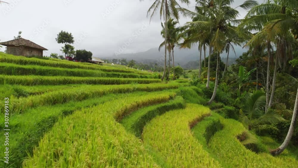 View of Jatiluwih rice terrace, Bali View of Jatiluwih rice terrace, Bali