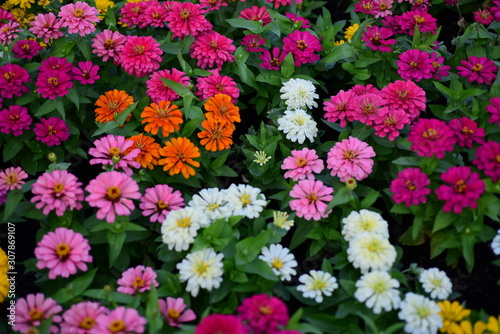 Blooming beautiful red, pink and orange chrysanthemums in the garden, autumn flowers, background. A lot of chrysanthemum flowers.