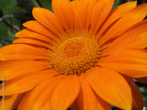 Gazania