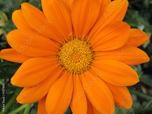 Gazania