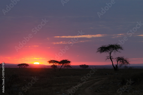 Dawn at Serengeti National Park, Tanzania, Africa © elleonzebon