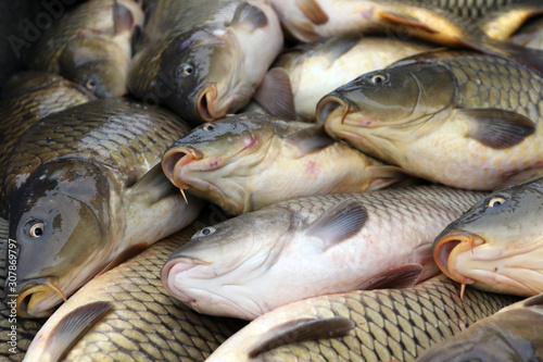 Fresh fish Carp. Catch of carp fishes