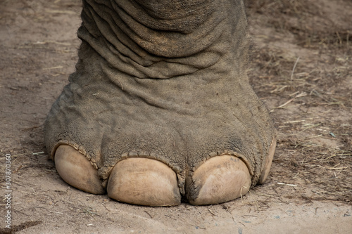 nail and foot of elephant
