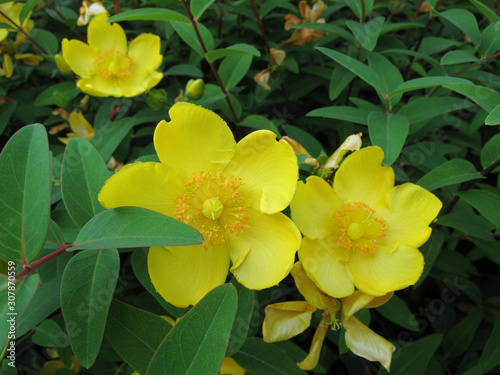 Hypericum patulum