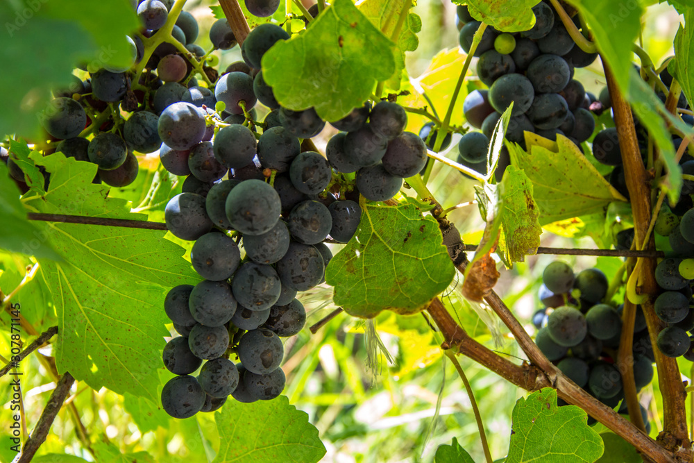 Close-up of ripe blue wine grapes on vine, vineyards in autumn harvest. Fruits in fall. beautiful red grapes ready for harvesting Close-up of ripe blue wine grapes on vine, vineyards in autumn harvest. Fruits in fall. beautiful red grapes ready for harvesting