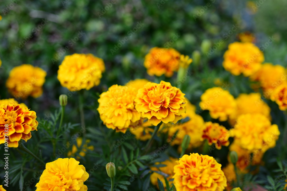 Beautiful yellow chrysanthemum blossoms in the garden Beautiful yellow chrysanthemum blossoms in the garden