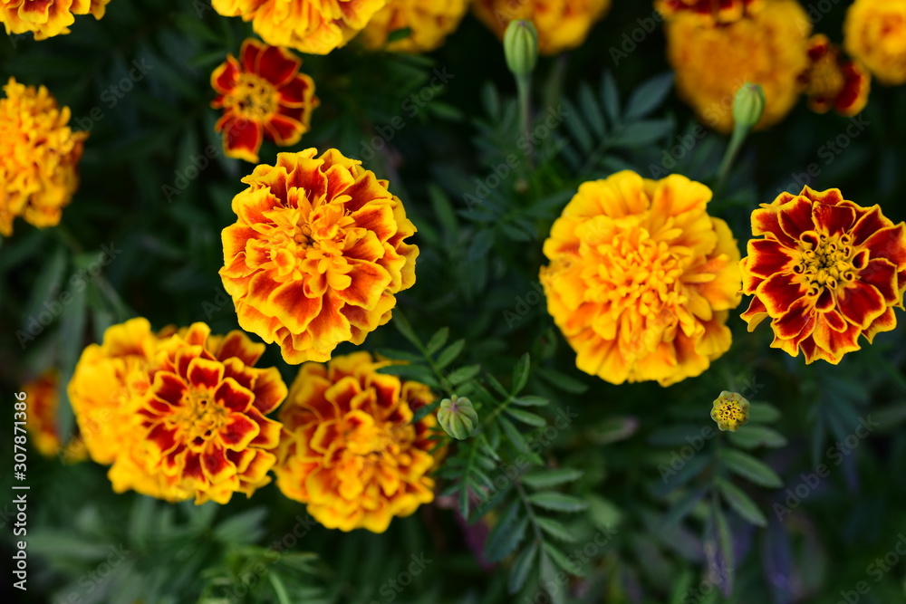 Beautiful yellow chrysanthemum blossoms in the garden Beautiful yellow chrysanthemum blossoms in the garden