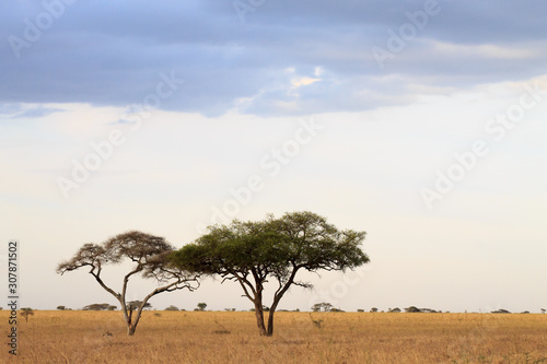 Serengeti National Park landscape  Tanzania  Africa