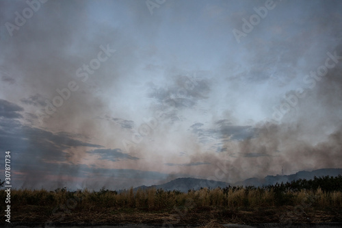 Forest fire Bushes are burning, the air is polluted with smoke