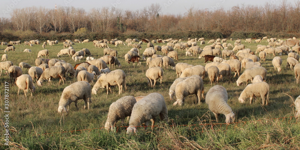Gregge di pecore al pascolo in campagna	