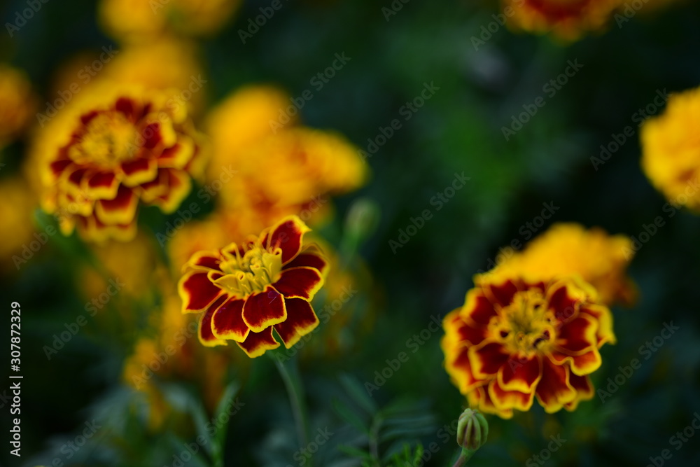 Pink, orange, yellow and white dahlia flowers and green leaves in a sunny summer garden Pink, orange, yellow and white dahlia flowers and green leaves in a sunny summer garden