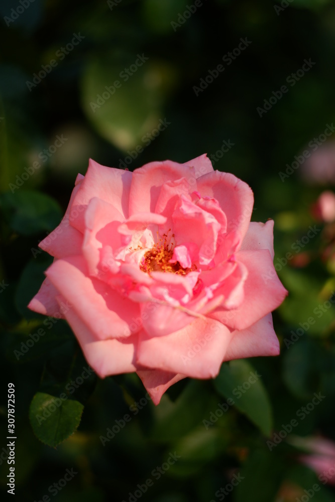pink rose with water drops pink rose with water drops