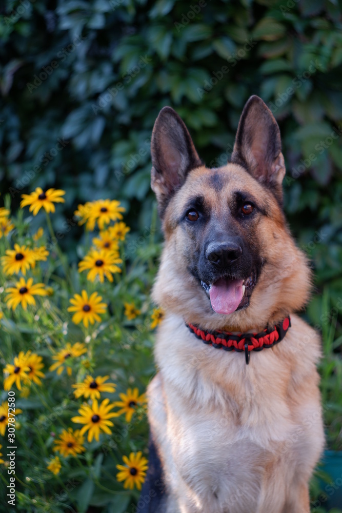  dog in yellow colors