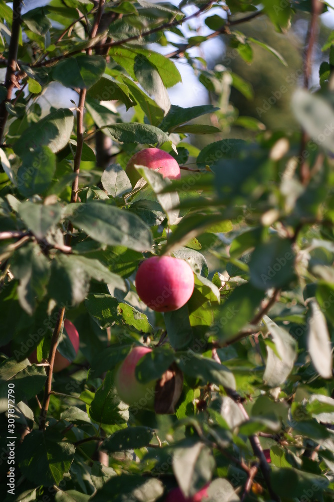 red apple on a tree