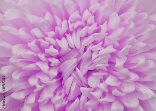 Close-up nature background of purple petal flower