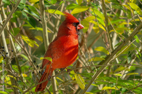 red cardinal on branch
