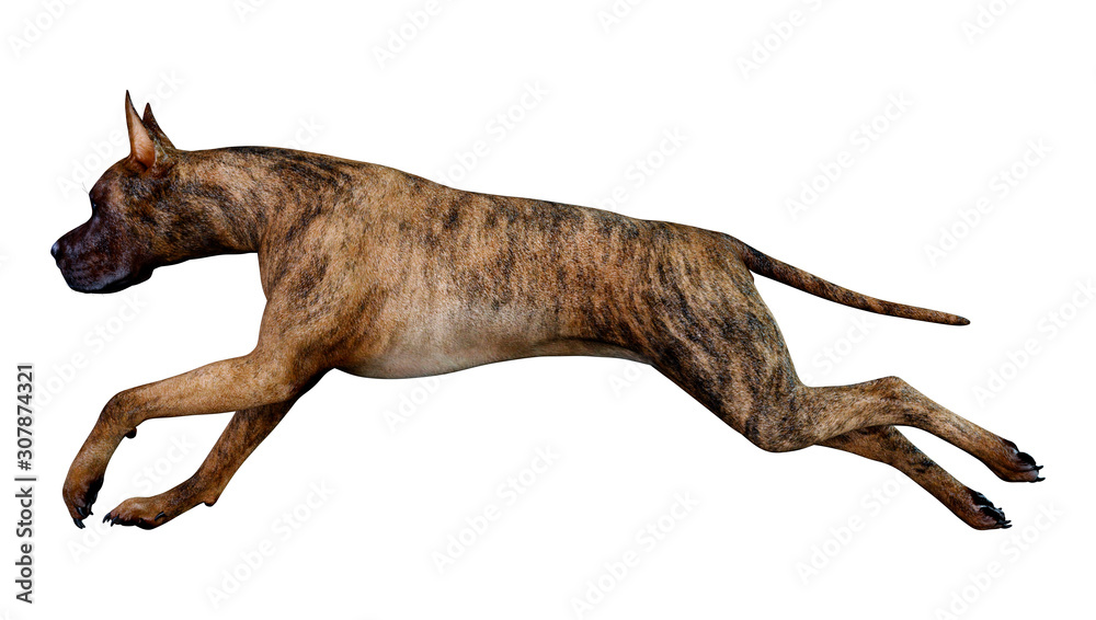 3D Rendering Great Dane Dog on White 3D Rendering Great Dane Dog on White