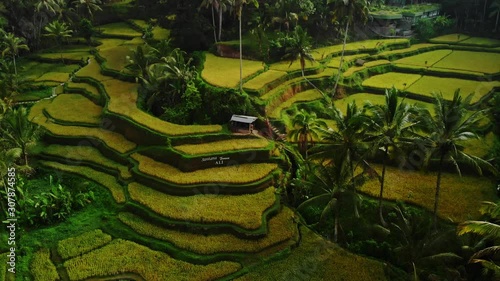 View of Tegalalang Rice Terrace, Bali photo