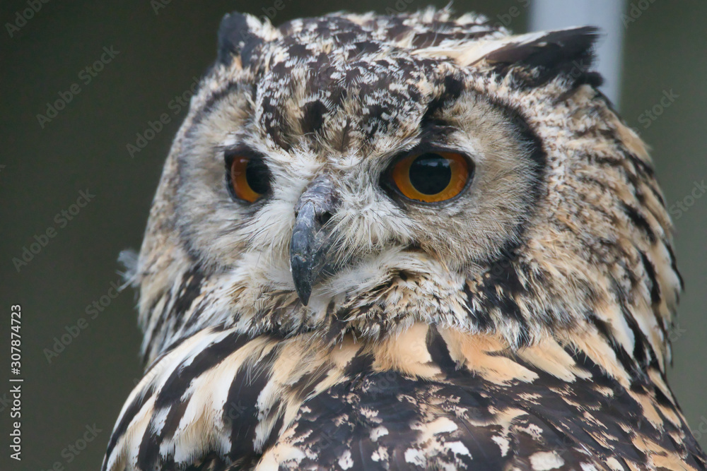 Fototapeta premium portret puchacza