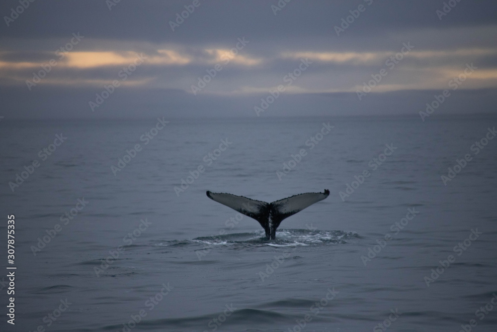 Fototapeta premium Humpback wale tail