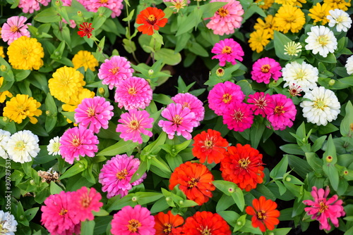 colorful flowers chrysanthemum in the garden