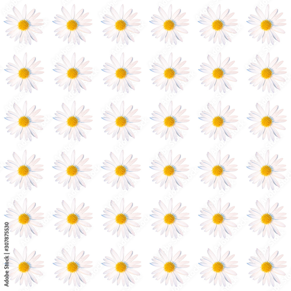 White camomile flowers on a white background. Seamless pattern. Delicate floral ornament for wallpaper, wrapping paper, and fabric design White camomile flowers on a white background. Seamless pattern. Delicate floral ornament for wallpaper, wrapping paper, and fabric design