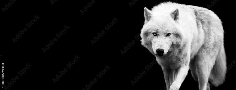 White wolf with a black background