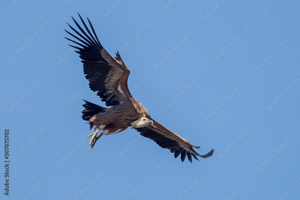 Fototapeta premium Griffon Vulture Flying