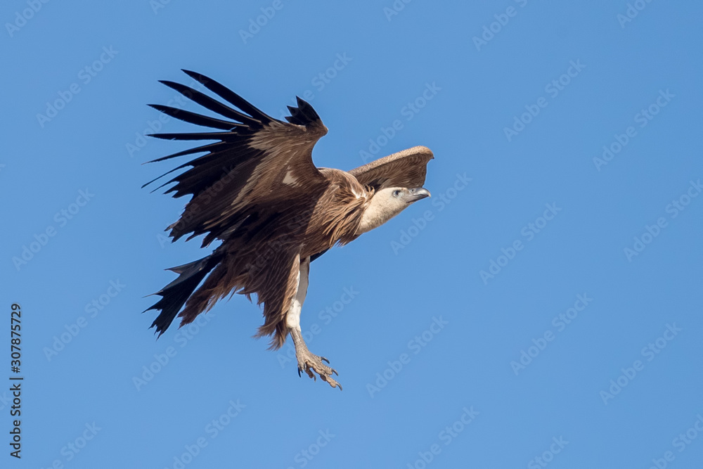 Fototapeta premium Griffon Vulture Flying