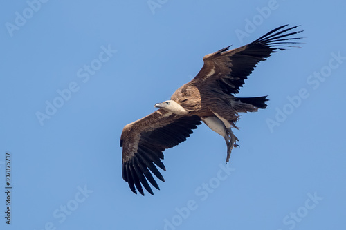 Griffon Vulture Flying