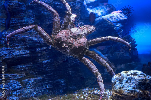 Red king crab underwater. Paralithodes camtschaticus.