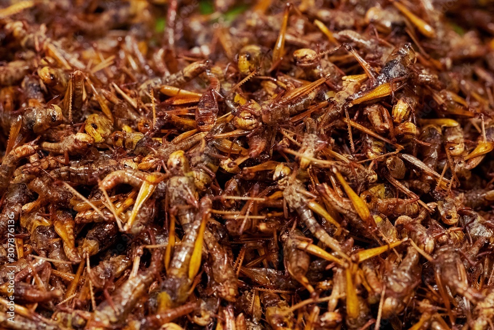 Deep Fried grasshopper, fried insect, Thai street food market