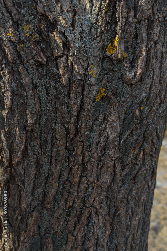 trunk of an old tree. natural wood texture trunk of an old tree. natural wood texture