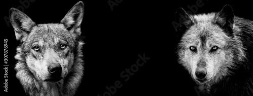 Black wolf with a black background