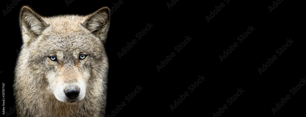 Obraz premium Grey wolf with a black background