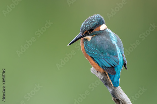 Kingfisher On Perch