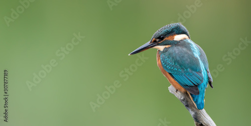 Kingfisher On Perch