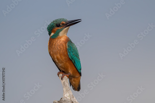 Kingfisher On Perch