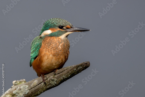 Kingfisher On Perch
