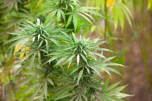 Field of green marijuana, cannabis field, hashish, cannabis background, leaf of marijuana plant. photo