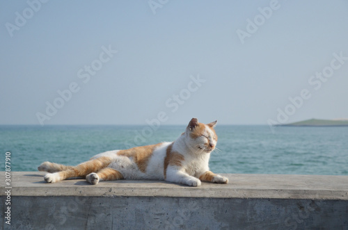 A lazy cat laying next to the coastal leeve of Doha bay.  photo