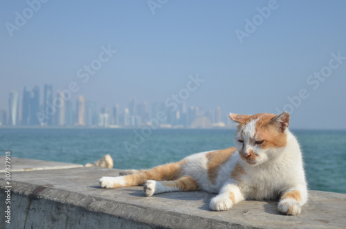 A lazy cat laying next to the coastal leeve of Doha bay. 