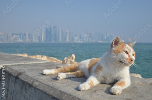 A lazy cat laying next to the coastal leeve of Doha bay. 