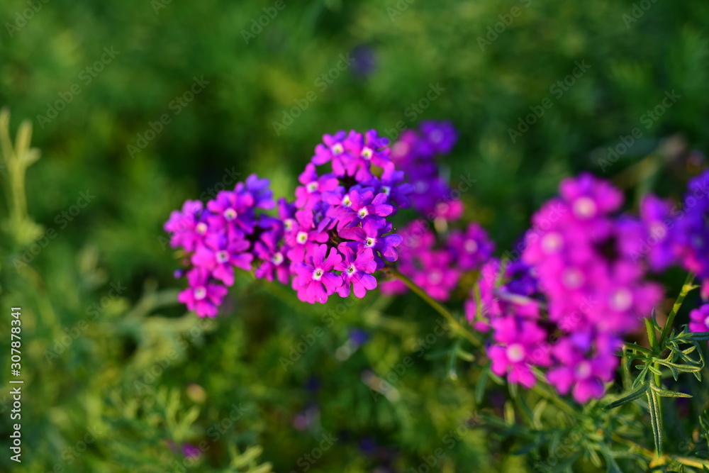 Beautiful flowers in the garden Blooming in the summer.Landscaped Formal Garden Beautiful flowers in the garden Blooming in the summer.Landscaped Formal Garden