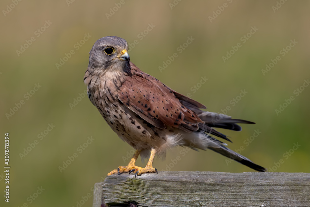 Kestrel Perched on Wooden Post Kestrel Perched on Wooden Post